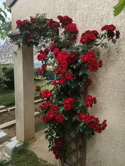 Rosier rouge chez mon fils************ Rosier rouge chez mon fils************