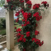 Rosier rouge chez mon fils************