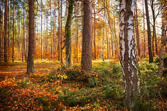 Herbstwald 2025 Herbstwald 2025