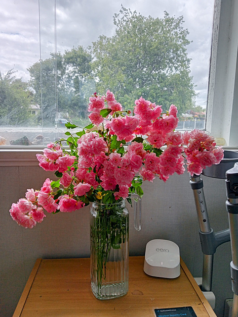 Miniature Roses.