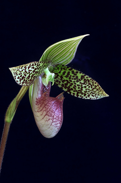 Paphiopedilum sukhakulii