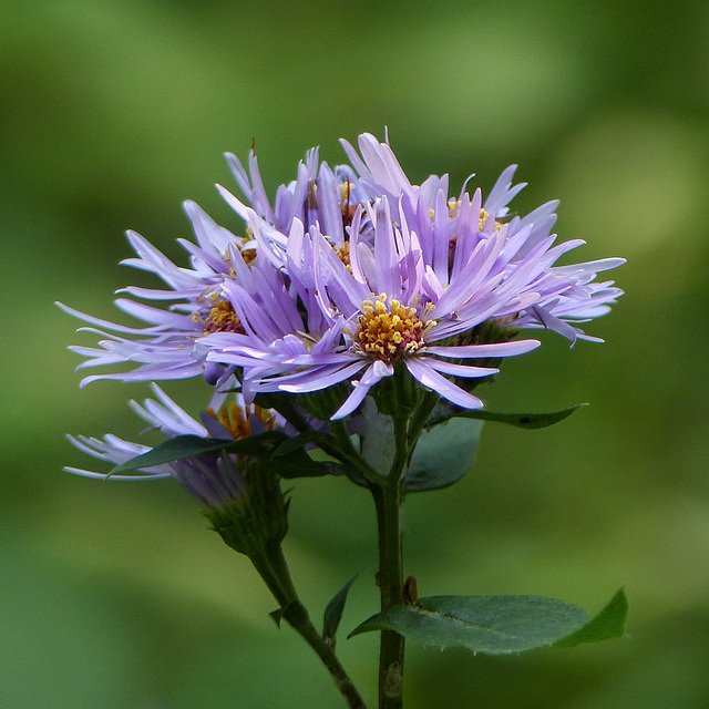 Showy Aster