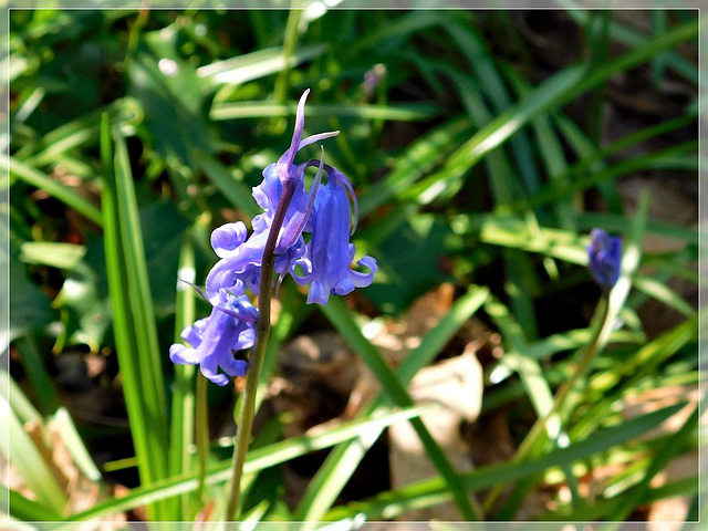 La Jacinthe des bois .............