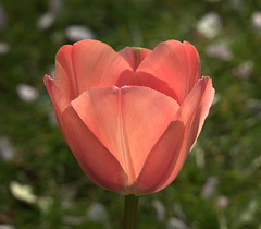 Red Tulip