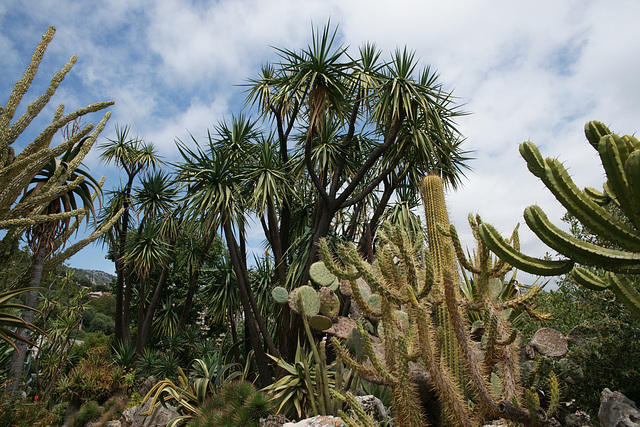 Jardin Exotique