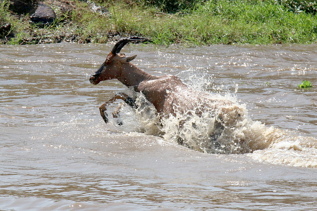 Leaping topi