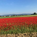 Champ de coquelicots en Drôme**************