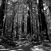 Dappled Light