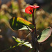 crown of thorns