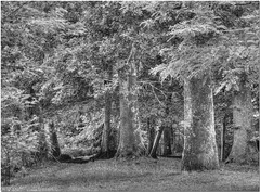 Trees