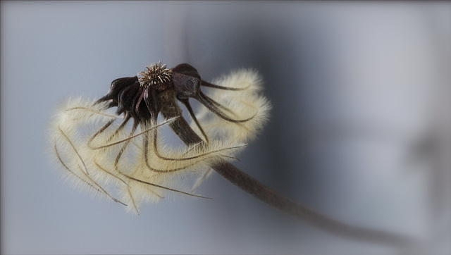 Graines à plumes