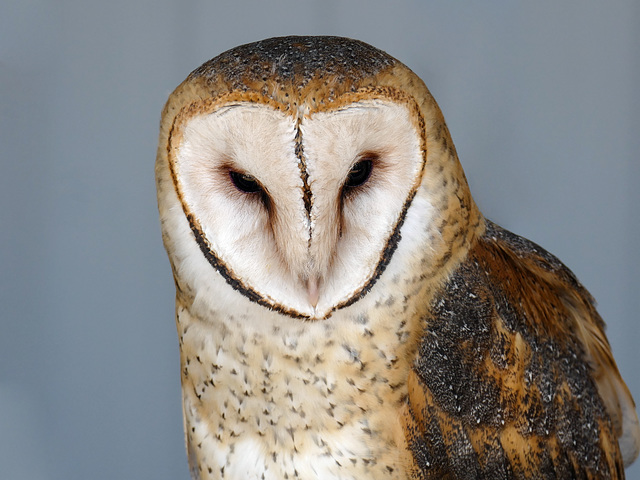 Barn Owl