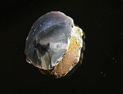 Inside a piece of stone?  Or a giant meteorite?  Or a petrified hamburger?