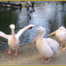 Pelikane im Dresdner Zoo
