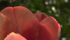 Red Tulip