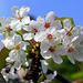 Cerisier à fleurs pour enchanter le printemps