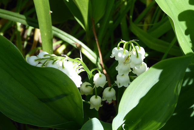 je vous offre un brin de muguet virtuel du jardin de mon épouse