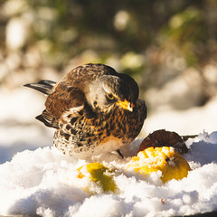 Fieldfare