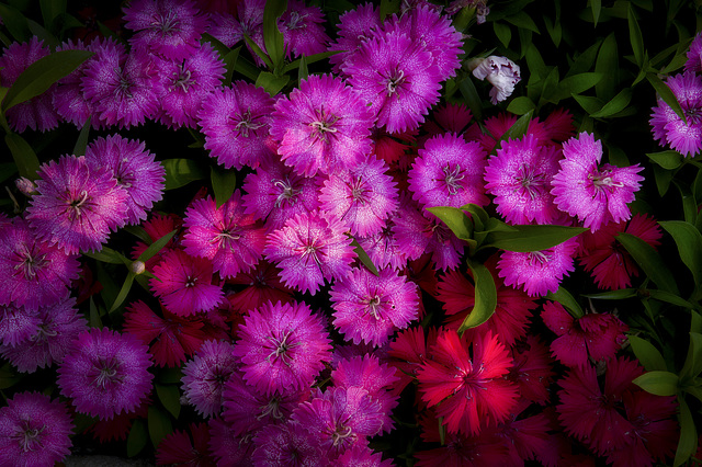 Dianthus