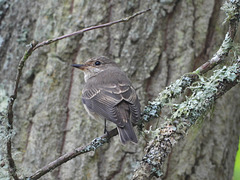 Gobe-mouche gris