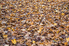 Laubteppich ++ Leaf carpet