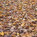 Laubteppich ++ Leaf carpet