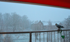 Sunday evening(Snow start Carnaval) ALAAF