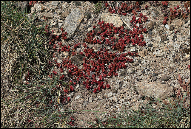 Sedum album