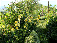 Iris jaune et Rosier Graham Thomas