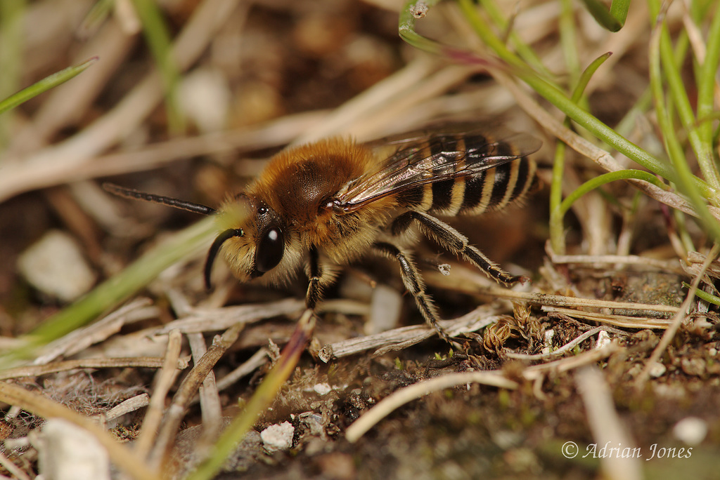 Colletes succinctus