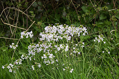 20160423 1211VRAw [D~LIP]   Wiesen-Schaumkraut (Cardamine pratensis), Hörster Bruch, Hörste