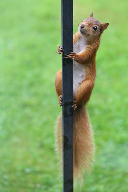 Miss Red practising for the Scottish pole dancing championships