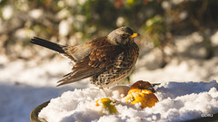 Fieldfare