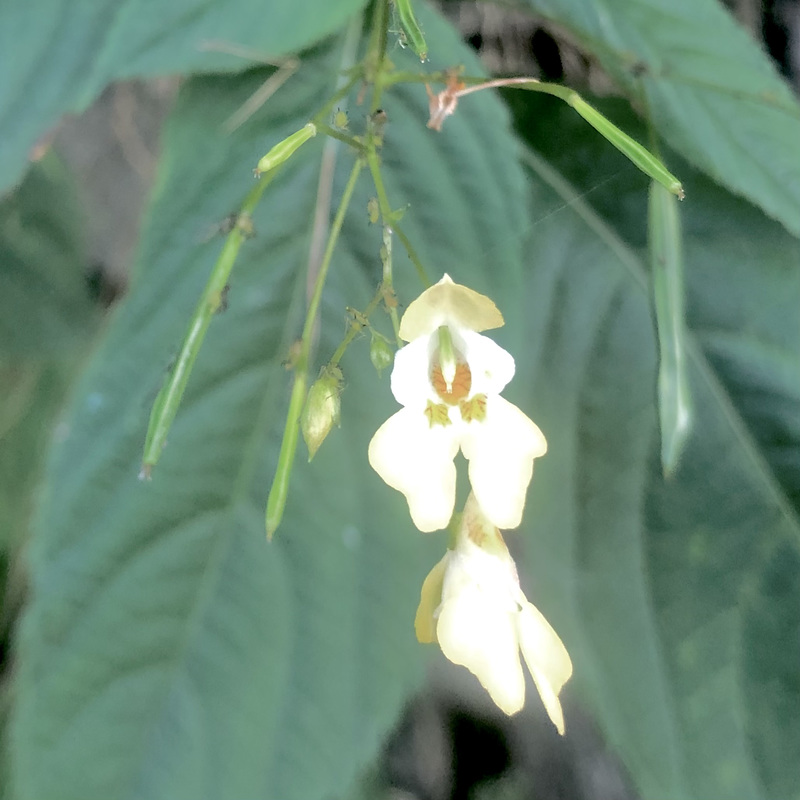 Fleur de forêt de montagne …