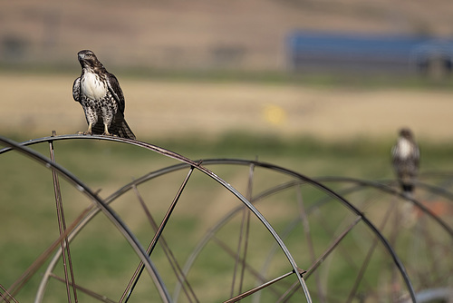 Red-tailed Hawks on pivot irrigation