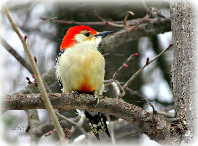 Red-bellied Woodpecker