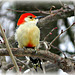 Red-bellied Woodpecker