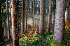 Licht im dunklen Wald ++ Light in the dark forest - Stadlberg