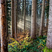 Licht im dunklen Wald ++ Light in the dark forest - Stadlberg