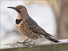 Flicker on the rail