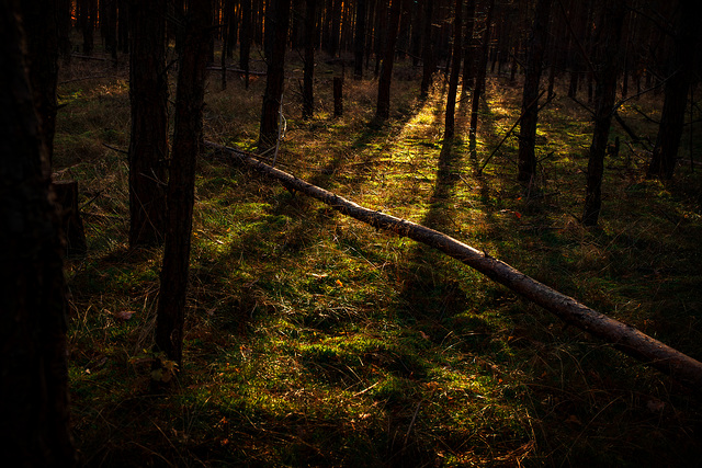 Herbstwald 2025