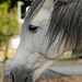 Pferd