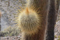 Bolivia, Isla del Pescado (Fish Island), Gemmation of Cactus