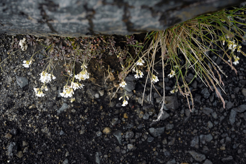 Cardamine pratensis, Hrafnaklukka, Iceland