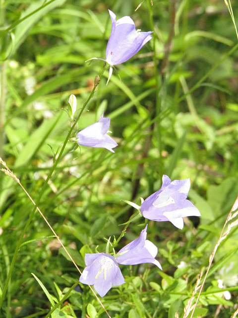 Blümchen am "Grab"