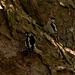 Great Spotted Woodpecker family