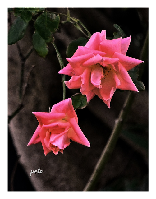 Rosas del jardín comunitario