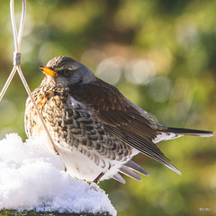 Fieldfare