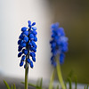 Muscari