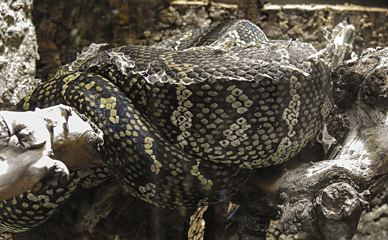 20210709 1584CPw [D~OS] Teppichpython, Zoo Osnabrück